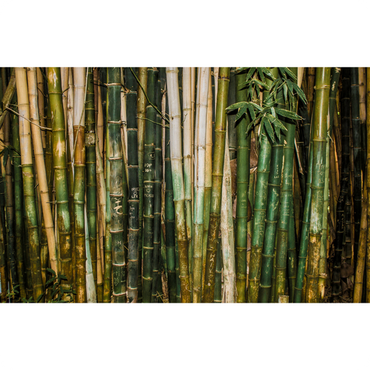 Car Air Freshener|Bamboo Teakwood